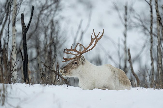 Abisko Arctic Reindeer Experience and Sami culture - Pickup and getting there without stress