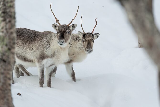 Abisko Arctic Reindeer Experience and Sami culture - Inside the lavvu: Sámi herder stories by the fire