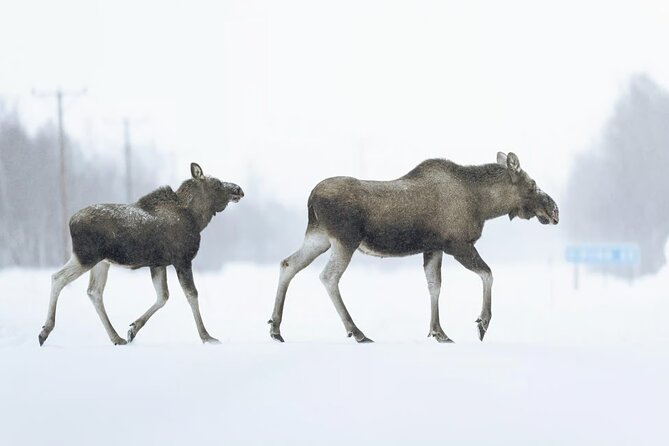 Abisko Daytime Photo Hike Snowshoe Adventure Tour - Price of about $132: what you really get for the money