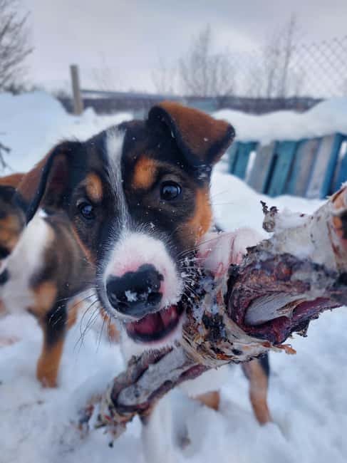 Abisko: Northern Lights Hike with Husky Puppies - What the Walk Feels Like With Husky Puppies Nearby