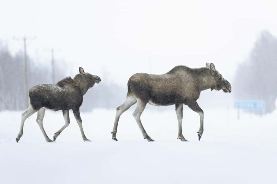 Abisko: Photo Hike with Professional Photographer - Abisko National Park, but make it a photo story