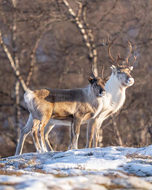 Abisko: Photo Hike with Professional Photographer - Price and value: is $127 a good deal