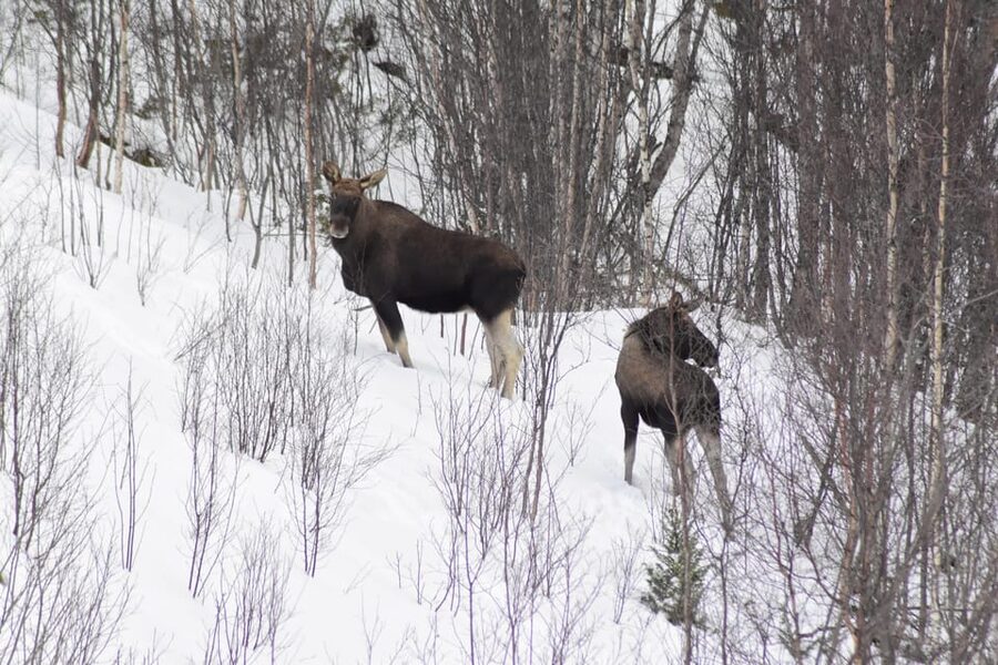 Abisko: Snowmobile Sightseeing Tour - Why Abisko by Snowmobile Works So Well in Winter