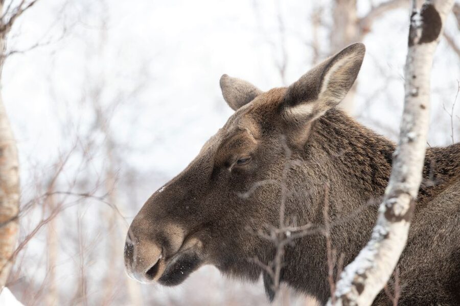 Abisko: Wilderness Snowshoe Hike - Entering Abisko’s winter quiet with a real snowshoe guide