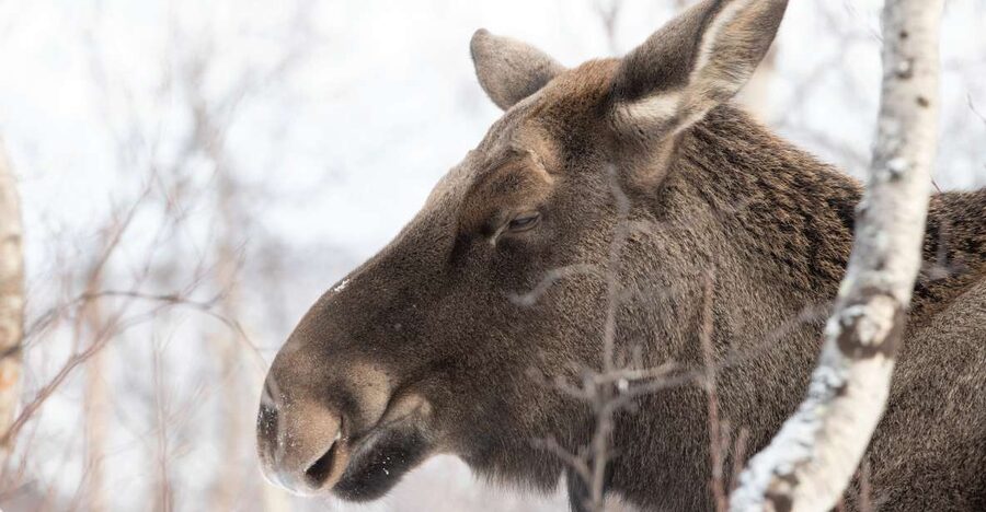 Abisko: Wilderness Snowshoe Hike - Guides, small groups, and the warmth that shows up mid-hike