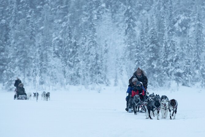 Arctic Afternoon Eco Experience (14:00-17:00- driving the sled) - Key Moments That Matter in This Sledding Experience