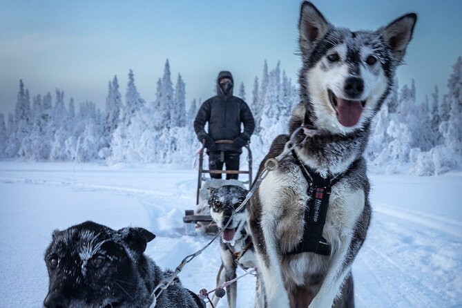 Arctic Afternoon Eco Experience (14:00-17:00- driving the sled) - Snowdog Arrival: Meeting Point, Dogs Up Close, and Safety Rules