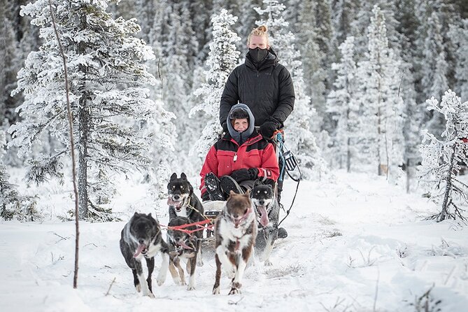 Arctic Afternoon Eco Experience (14:00-17:00- driving the sled) - Group Size, Age Limits, and Who This Is Best For