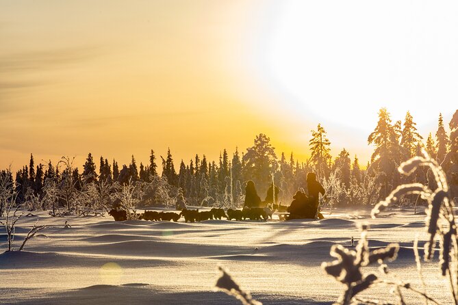 Arctic Afternoon Eco Experience (14:00-17:00- driving the sled) - Pickup and Schedule: How the Afternoon Logistics Work
