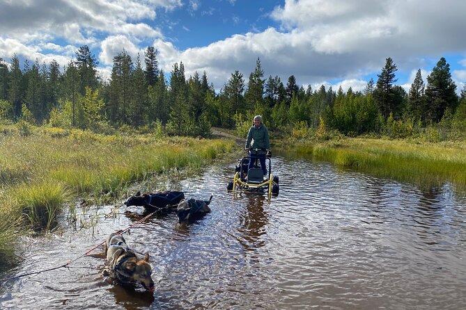 Autumn Husky Sit and Drive Cart Tour from Kiruna - Price and Logistics: What $149.40 Actually Covers