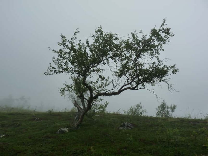 Bloody Stockholm: ghosts, horror and dark folklore 2h - The folklore cast: Mylingar, Skogsrået, Näcken, and trolls
