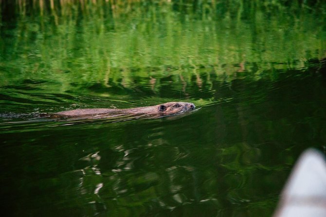 Canoe adventure in Stockholm Archipelago - Wildlife spotting: beavers and coastal birds, with time to actually look