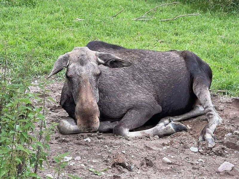 Dals Långed: Moose Park Guided Tour with Feeding - Key Things You’ll Notice on Arrival