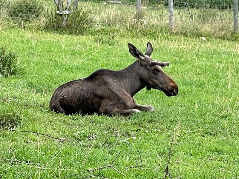 Dals Långed: Moose Park Guided Tour with Feeding - Dals Långed Moose Park: Why This 30-Minute Tour Works
