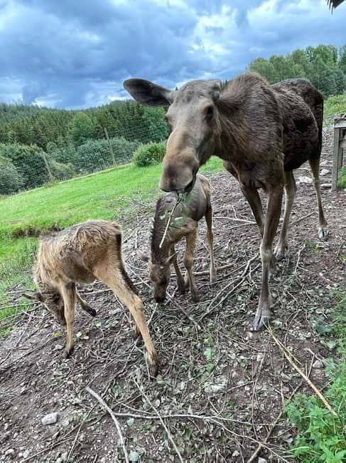Dals Långed: Moose Park Guided Tour with Feeding - Practical Tips That Make the Visit Smoother