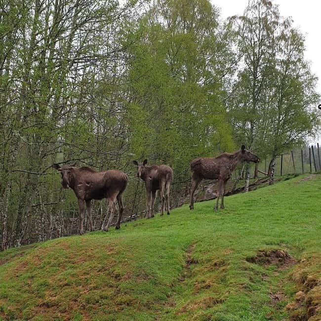 Dals Långed: Moose Park Guided Tour with Feeding - 21 Hectares With Nordic Animals: Moose, Deer, and Mufflon