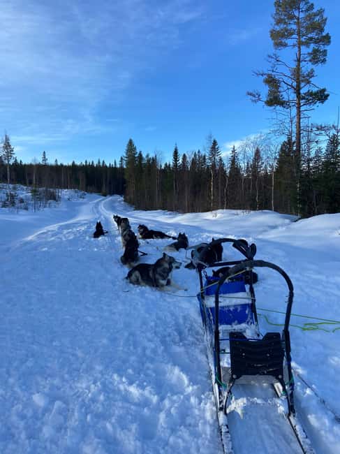 Dog sled tour with overnight stay in central Sweden/Härjedalen - Day 1 arrival around 2 PM: meeting the pack and starting with a husky hike