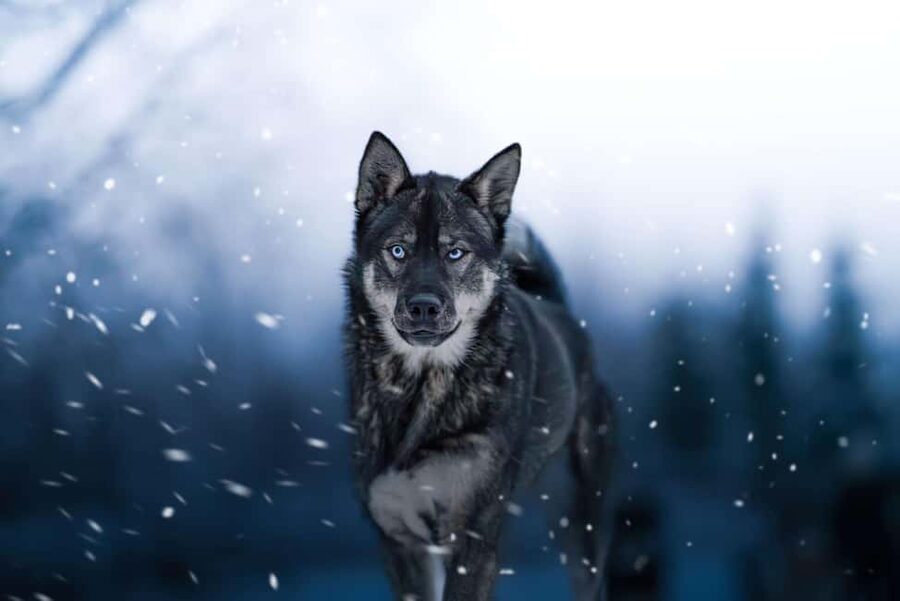 Dog sled tour with overnight stay in central Sweden/Härjedalen - Cozy overnight at the husky ranch: comfort that actually counts