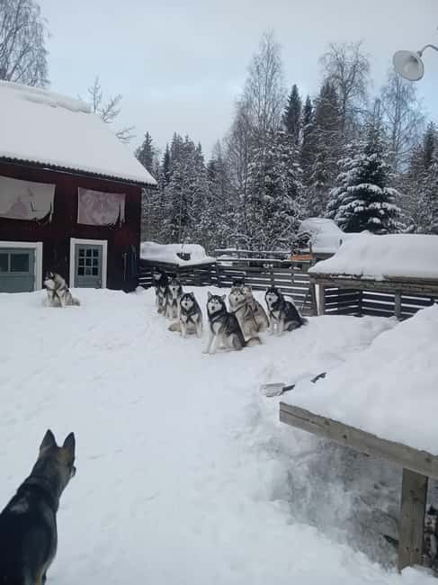Dog sled tour with overnight stay in central Sweden/Härjedalen - Day 2 at 10 AM: breakfast, then the dog sled tour begins