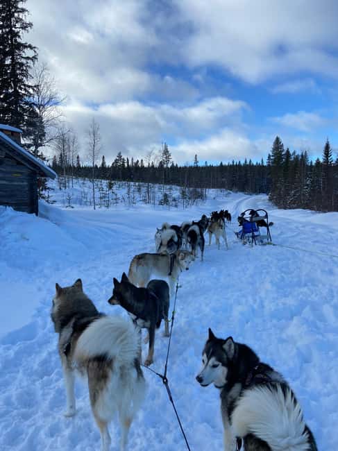 Dog sled tour with overnight stay in central Sweden/Härjedalen - How tandem sled riding works, and why standing up is optional