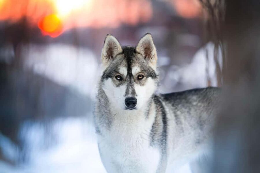 Dog sled tour with overnight stay in central Sweden/Härjedalen - Food, warmth, and the small comforts that keep things enjoyable