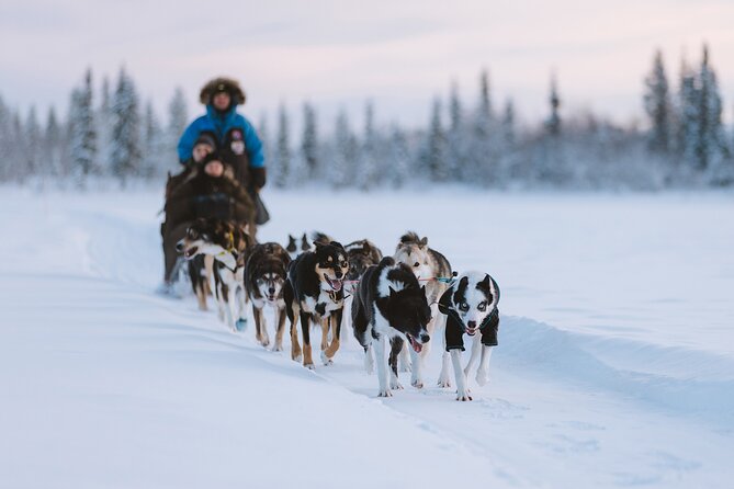 Dog sledding excursion to Kiruna - Kiruna Dog Sledding in Oinakka: Why This Setup Works