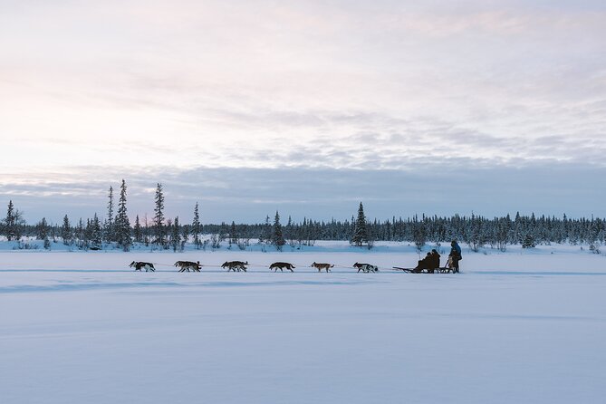Dog sledding excursion to Kiruna - Dress Like a Pro: Overalls and Boots Are Provided, But You Still Need a Plan