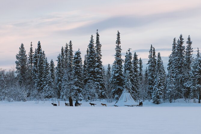 Dog sledding excursion to Kiruna - On the Sled With a Pro: How the Musher Experience Feels