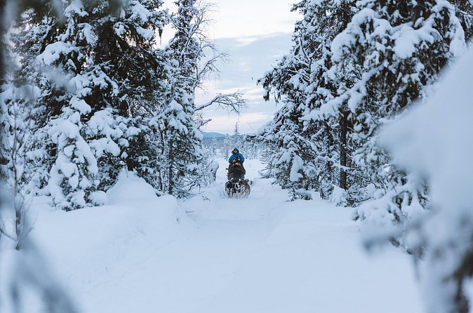 Dog sledding excursion to Kiruna - Who Should Book This Dog Sled Excursion Near Kiruna?