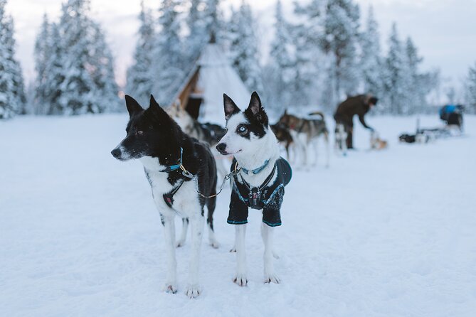 Dog sledding excursion to Kiruna - The Big Time Tradeoff: 7 Hours Total, With a Long Ride In and Out