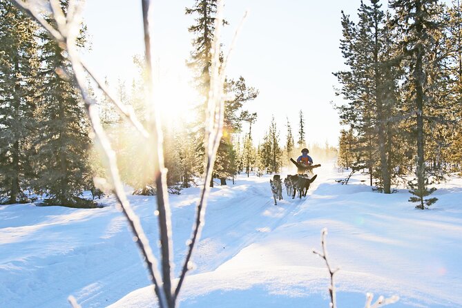 Dogsled Adventure Kiruna - Kiruna in Winter, What This 3-Hour Dogsled Trip Really Feels Like