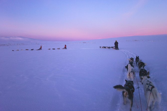 Dogsled Adventure Kiruna - Pickup and the Daily Winter Window: Timing That Helps You Plan