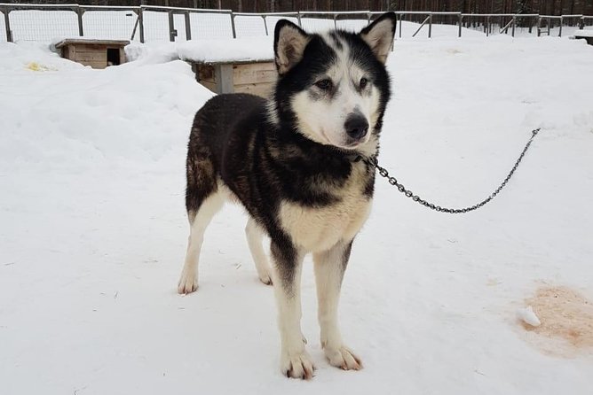 Dogsled Adventure Kiruna - The Warm Break: Fika by Fire, Snacks, and That Lunch Stop