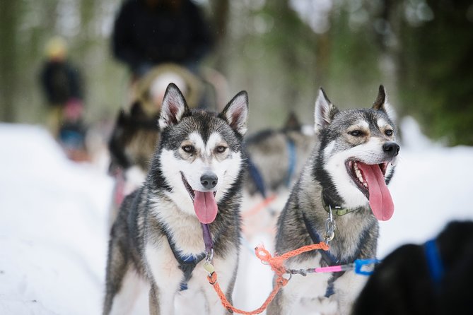 Dogsled Adventure Kiruna - Price and Value at About $308.43 Per Person