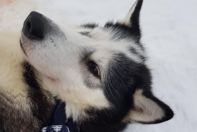 Dogsled Adventure Kiruna - Who This Kiruna Dogsled Adventure Suits Best