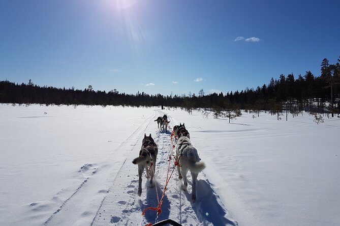 Dogsled Adventure Kiruna - The Dog Sled Ride: Passenger Comfort, Team Size, and What You’ll Notice