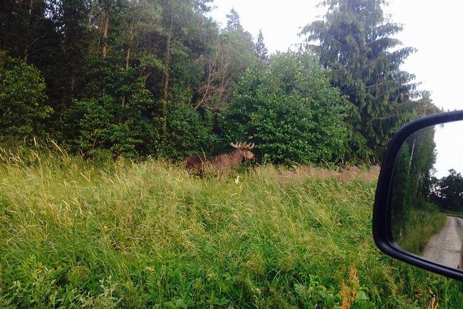 Evening Wildlife Safari from Stockholm - The Midsummer Meal at the Outdoor Camp, More Than Just Food