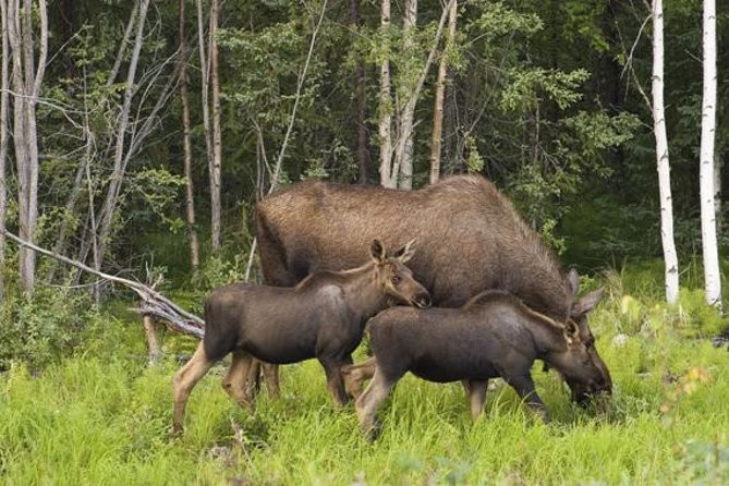 Evening Wildlife Safari from Stockholm - What to Wear and Bring for Cold, Rain, and Moving Light