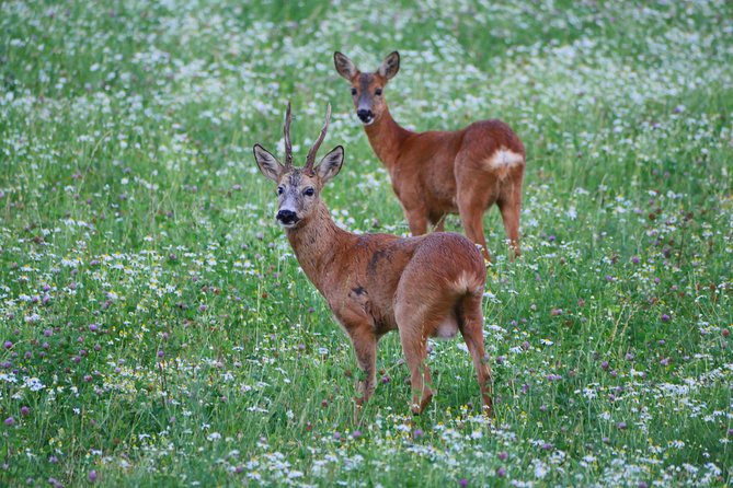 Evening Wildlife Safari from Stockholm - Small Group Size, Minimum Age, and Who This Safari Fits
