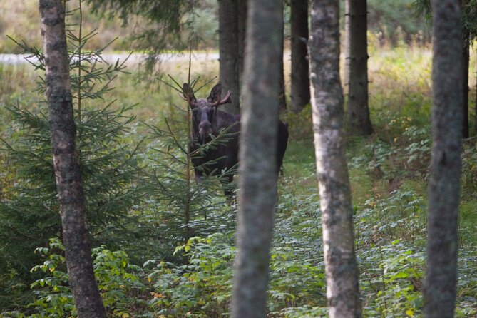 Evening Wildlife Safari Stockholm - Stop 2 in Bornsjöns naturreservat: fire dinner with a view and wildlife odds