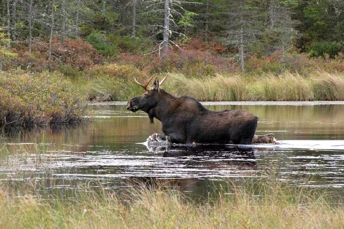 Evening Wildlife Safari Stockholm - Price and what you are really paying for ($165.65, ~5 hours)