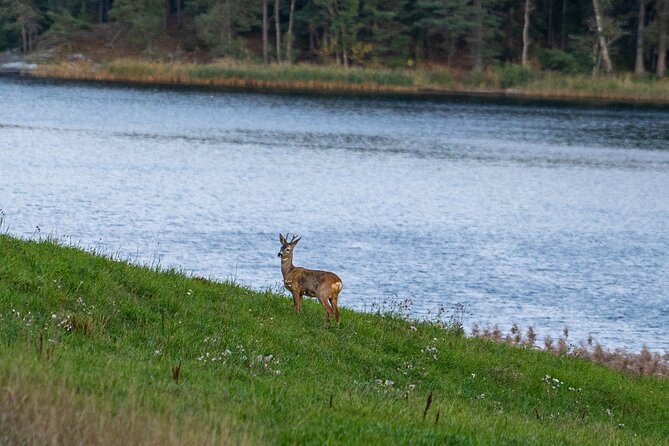 Evening Wildlife Safari with Campfire Dinner from Stockholm - Key highlights you should care about
