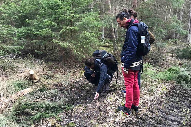Evening Wildlife Safari with Campfire Dinner from Stockholm - Tyresta National Park after 18:00, the Stockholm way