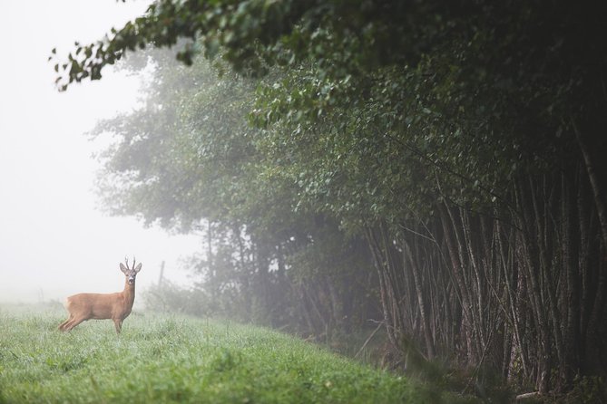Evening Wildlife Safari with Campfire Dinner from Stockholm - Campfire dinner on wooden fire, simple and worth it