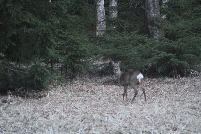 Evening Wildlife Safari with Campfire Dinner from Stockholm - The dusk safari, listening for movement instead of chasing it