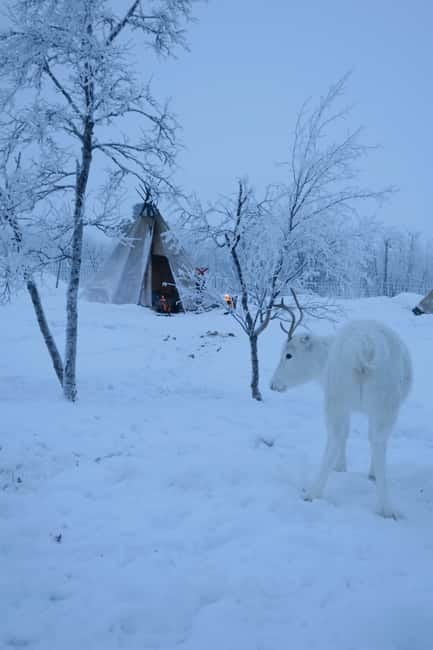 Experience the majestic Auroras Kiruna-Abisko & lodge dinner - Price and value: what you are really paying for
