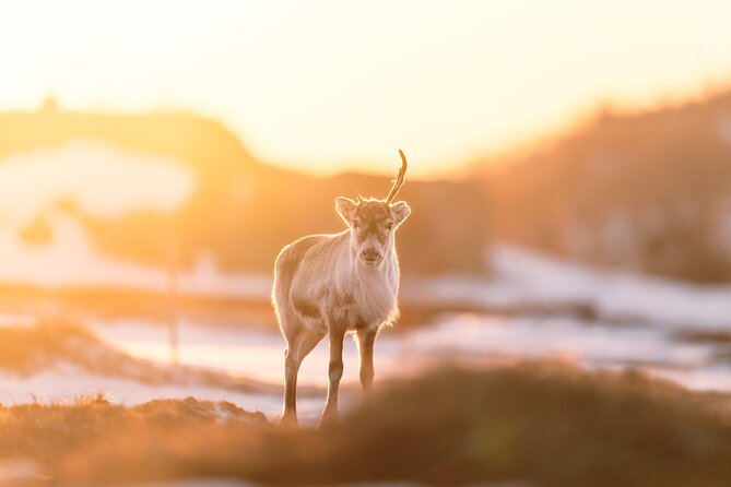 Explore the Norwegian Fjords and the Wildlife from Abisko. - The 4x4 Setup, Pickup Timing, and Why the Start Matters
