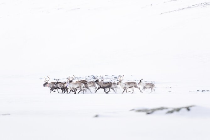 Explore the Norwegian Fjords and the Wildlife from Abisko. - Secret Stop: 4 Hours of Hiking, Wildlife Watching, and Fjord Views