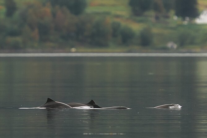 Explore the Norwegian Fjords and the Wildlife from Abisko. - The Photo Take-Home: Pros, Limits, and Real Expectations