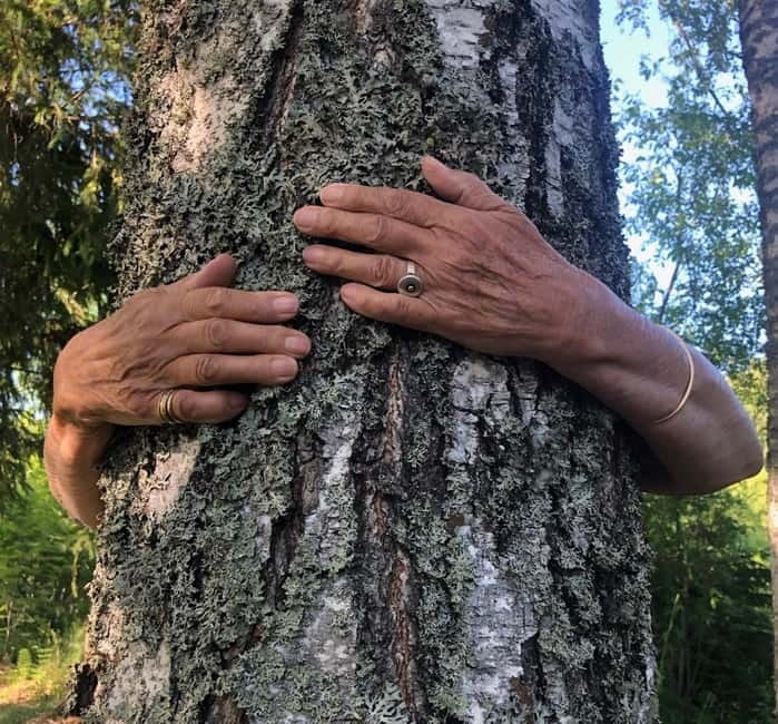 Forest Bathing in Stockholm nature with certified guide - The sensory walk: oaks, spruces, stones, blueberries, and moss